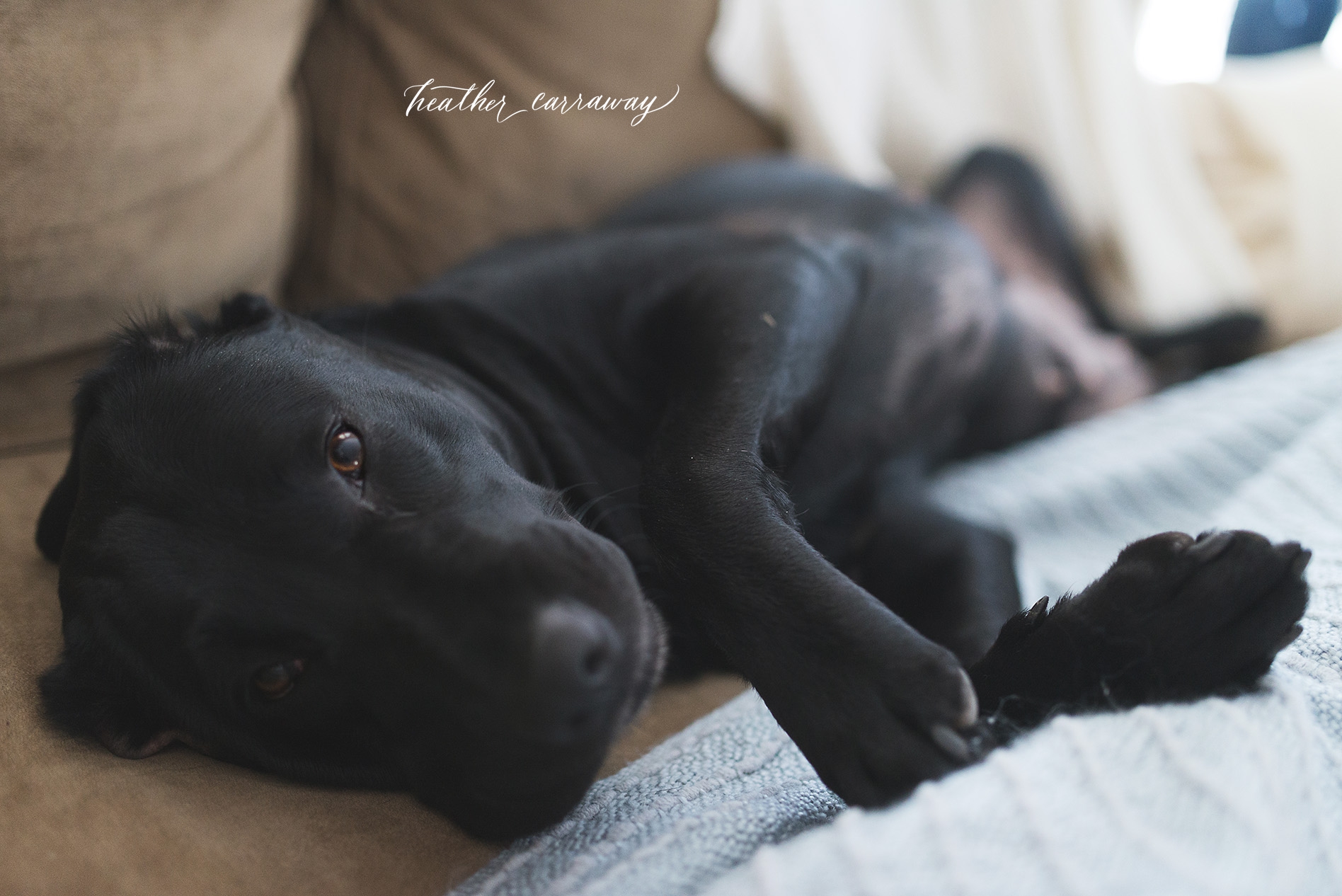 atlanta baby photographer, real life images, lifestyle documentary photography, atlanta photographer, black labs, indoor pet